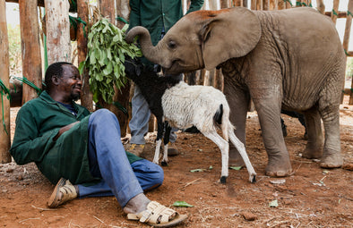 Celebrating World Wildlife Day with IFAW