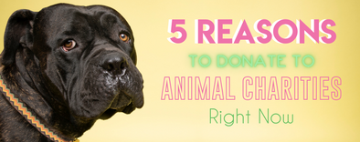 5 Reasons to Donate to Animal Charities Right Now