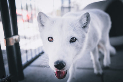 Introducing Our Latest Rescue Partner