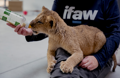 World Wildlife Day: Celebrating Rescue Milestones with IFAW