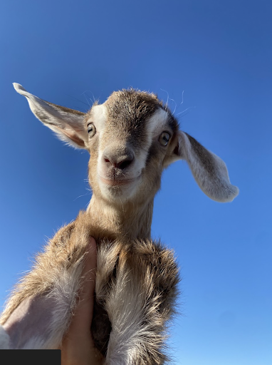 Arctic Fox: Our Latest Work with Animal Rescues